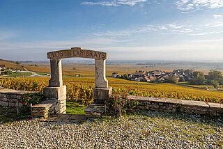 Weinfeld der Domaine des Lambrays