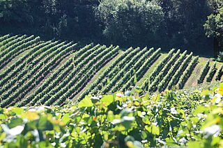 Weinfeld Jerome Arnoux, Weinberge