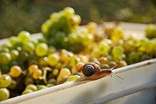 Eine schnecke auf einer Box mit Weintrauben
