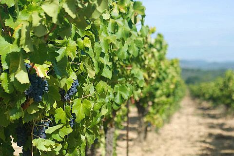 Weinberge in der Provence mit roten Trauben