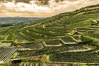 Bruendlmayer Weinberge