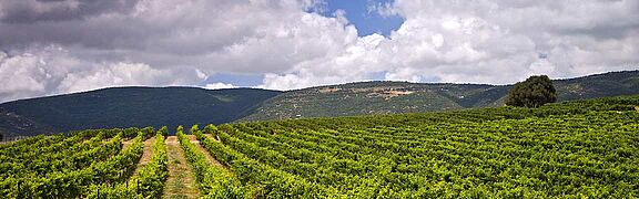 Weinfeld, Weinlandschaft Oberes Galiläa