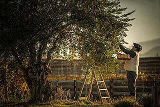 Olivenhøst på Cheval des Andes