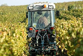 Weinlese auf dem Weinfeld Fonroque