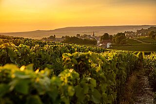 Sonnenuntergang auf dem Weinfeld Laurent-Perrier