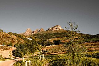 Taaibosch vingård og vinmarker