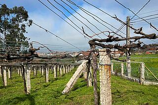 Weinreben auf dem Weinfeld Granbazan Weinfeld Granbazan