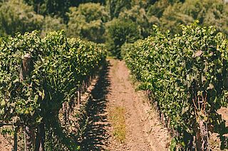 Michelini i Muffato Mendoza Vineyards