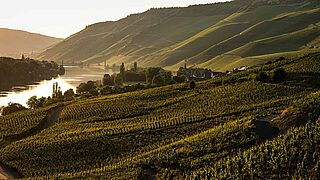 Vinmarker ved Mosel