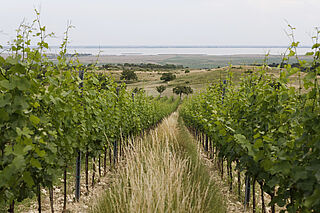 Lichtenberger Gonzalez' vinmarker