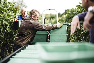 Die Winzer Christmann und Kauffmann stapeln Kisten auf ihrem Weinberg