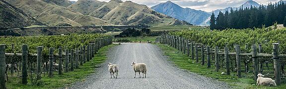 Marlborough Weinfeld und Schafe
