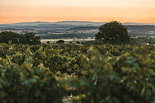 Die Landschaft von Bodegas Antidoto