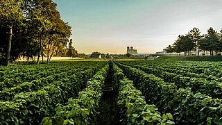 Panorama eines Weinfelds von Lanson