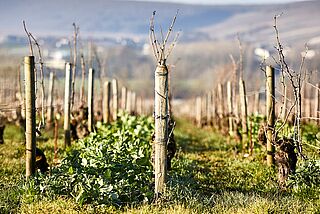 Reben Domaine William Fevre