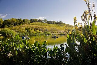 Californiens vinregion Californiens vinregion, vingård og flod