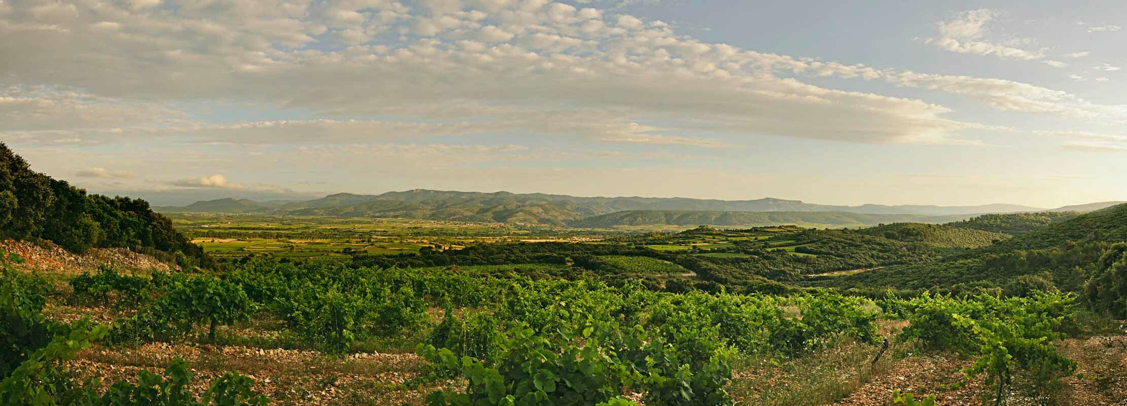 Aussicht auf französische Wein-Landschaft