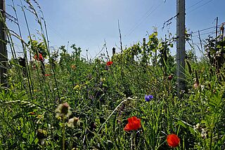 Weinfeld Ernst Triebaumer bei blauem Himmel