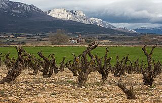 Txakoli-regionen i Spanien med vinmark foran bjerge