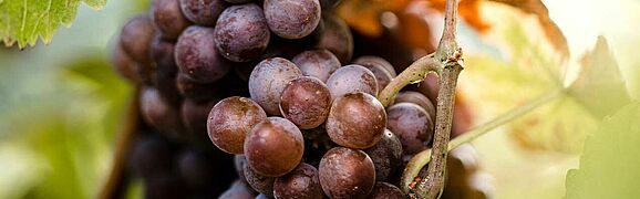 Gran Reserva Weinreben