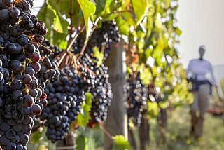 Læsning i Maremma Læsning i Maremma