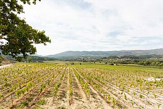 Vinmark fra Niepoort Weinfeld, Niepoort vingård
