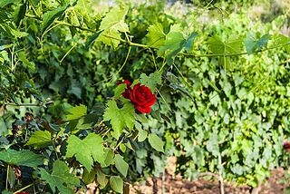 Weinregion Toscana Wein und Rosenranke in der Toskana