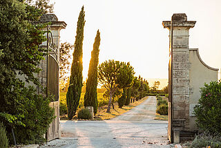Château Beaucastel vingård