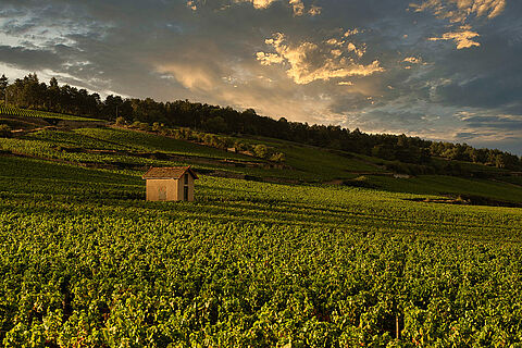 Die Weinberge von Lucien Le Moine