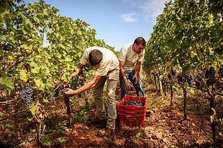 In den Weinbergen von Monteverro