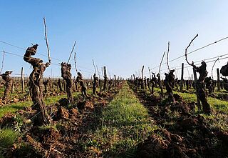 Weinfeld und Rebstöcke bei blauem Himmel