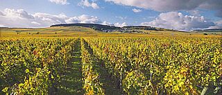 Weinfelder im Burgund