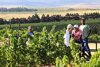 Weinberg mit Arbeitern bei Beaumont