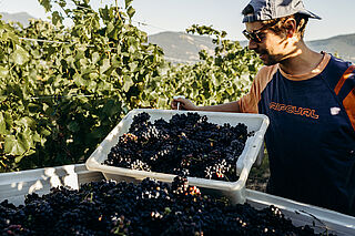 Der Winzer arbeitet auf dem Weinberg