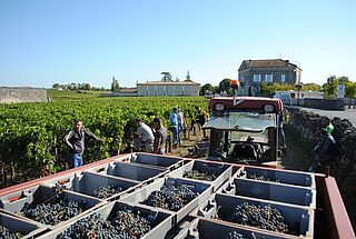 Geerntete Trauben werden abtransportiert