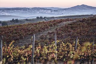 Blick auf die Weinfelder