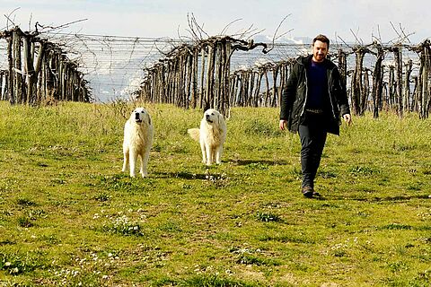 Winzer mit seinen Hunden auf dem Weinfeld Tiberio