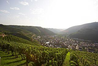 Vingård fra Meyer-Näkel Vingård fra Meyer-Näkel