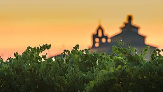 Weinberg in Rueda Weinberg in Rueda