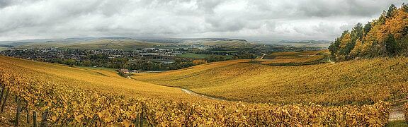 Chablis Wein