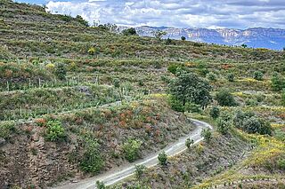 Weinberge von Clos Mogador