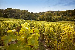 Weinregion-loire Loire Weinlese