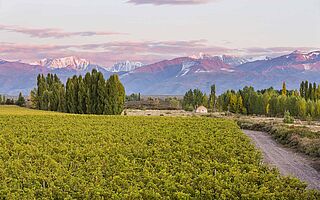Bodega Catena Zapatas vinmarker