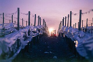 Eiswein Ernte Dämmerung