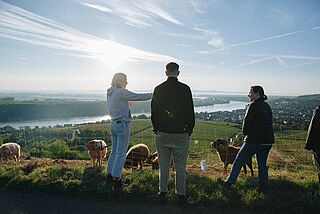Auf dem Weinberg mit Schafen