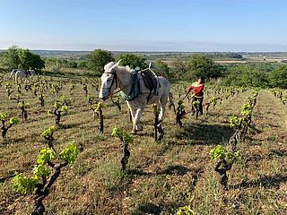 Arbejde i vinmarken på Domaine Les Aurelles