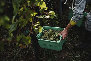 En kasse fuld af vindruer