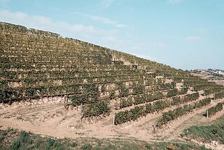 Weinberg von Valfaccenda