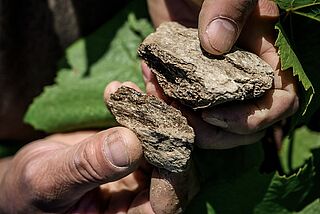 Jordbund og klippe i Landron Chartier-vinmarken