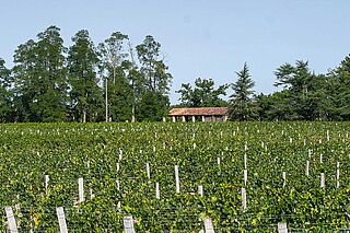 Weinfeld Les Rosiers Bordeaux
